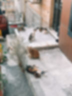 Cats of Istanbul