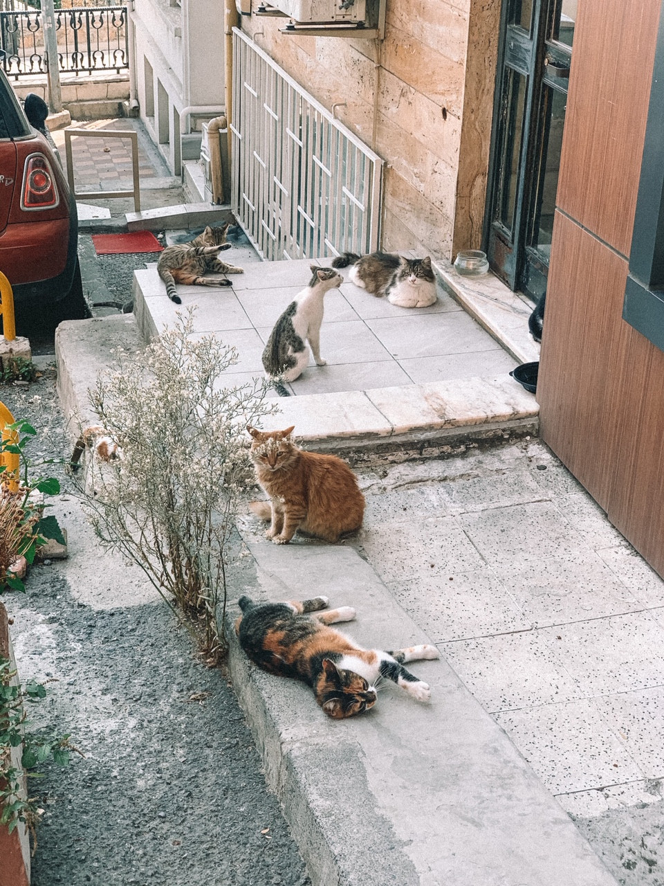 Cats of Istanbul