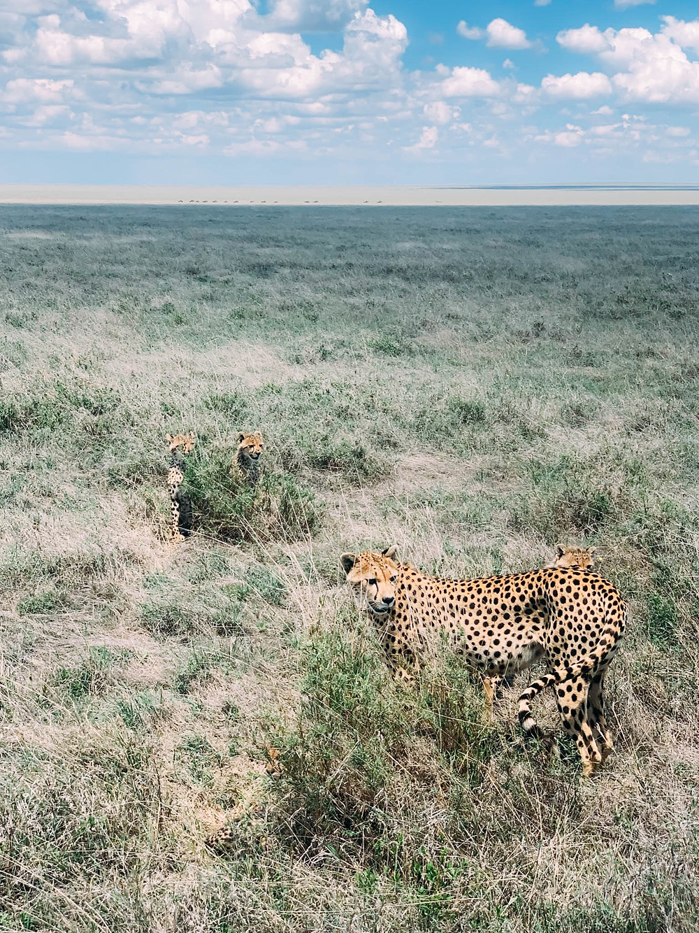 A cheetah mama and her playful cubs - very tough to see when blending into the tall grass