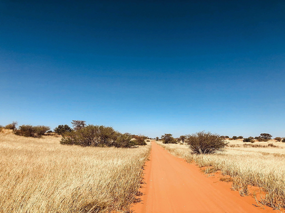 The Kalahari's distinct red sand meeting the grasses of the savanna