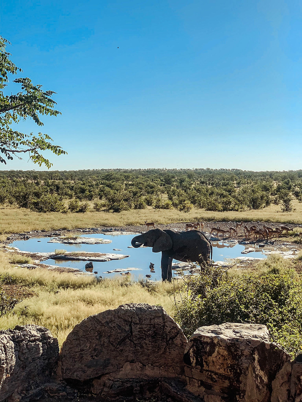 And an elephant!