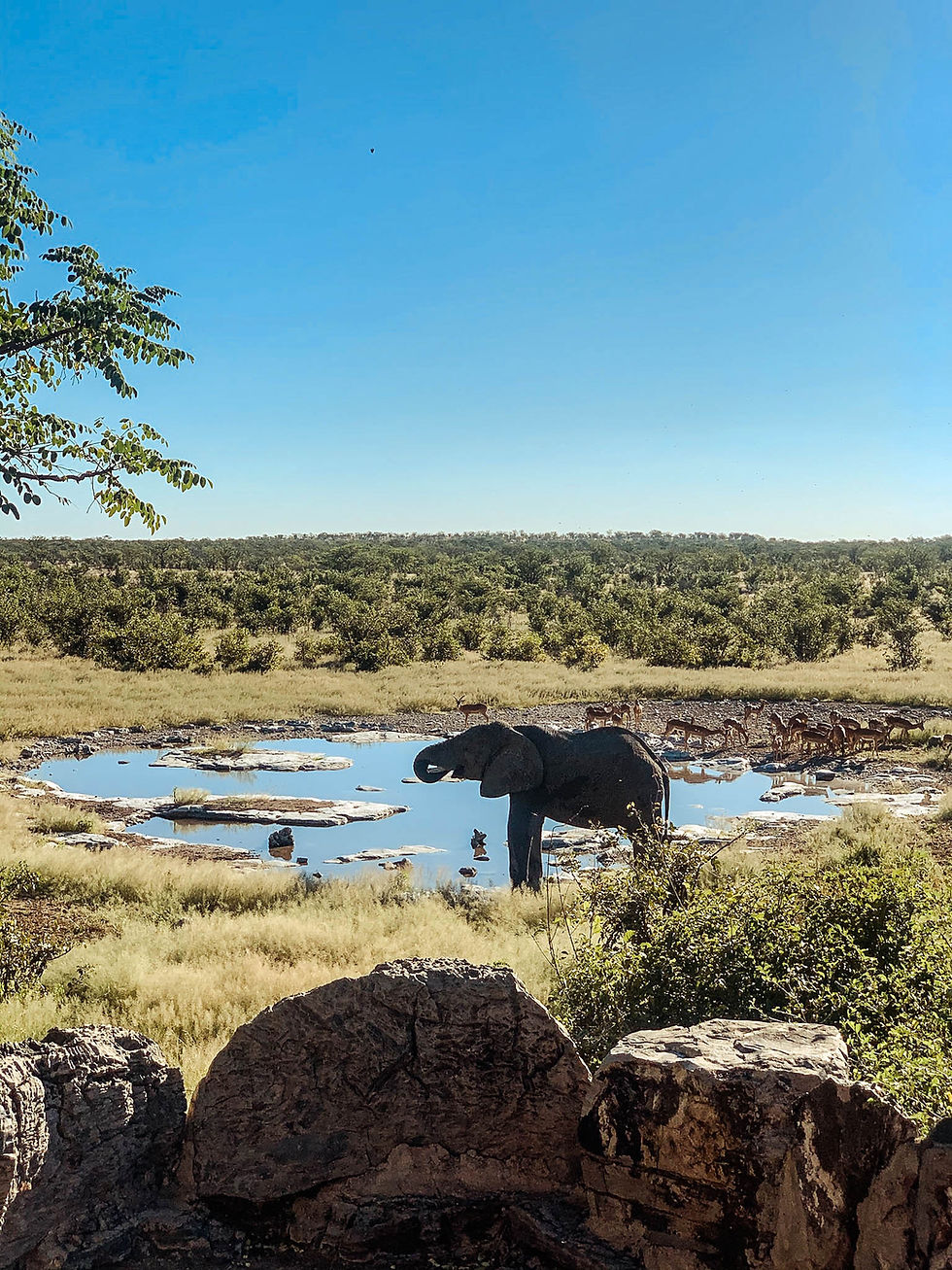 And an elephant!