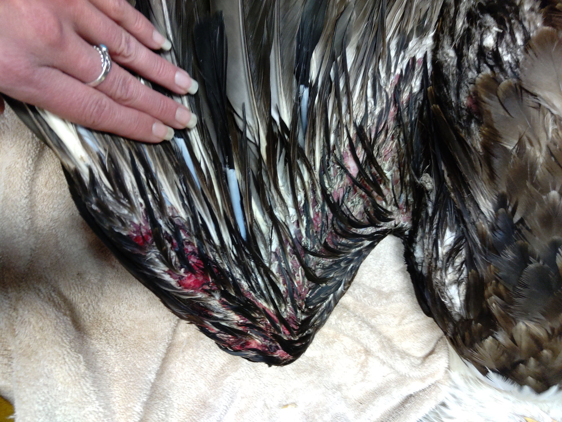 Infected and inflamed wing