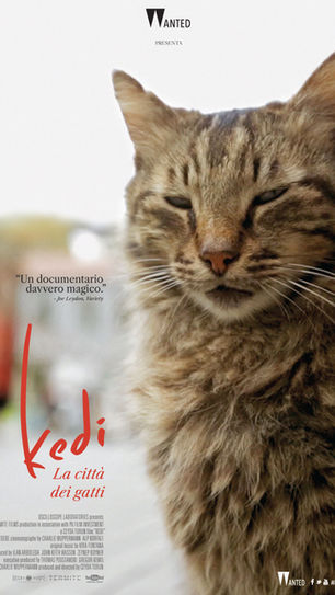 Kedi (2016)