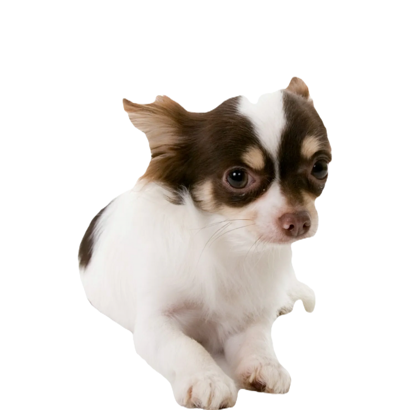 Platinum Elite Dreamer s Pups platinum-elite-dreamer-s-pups