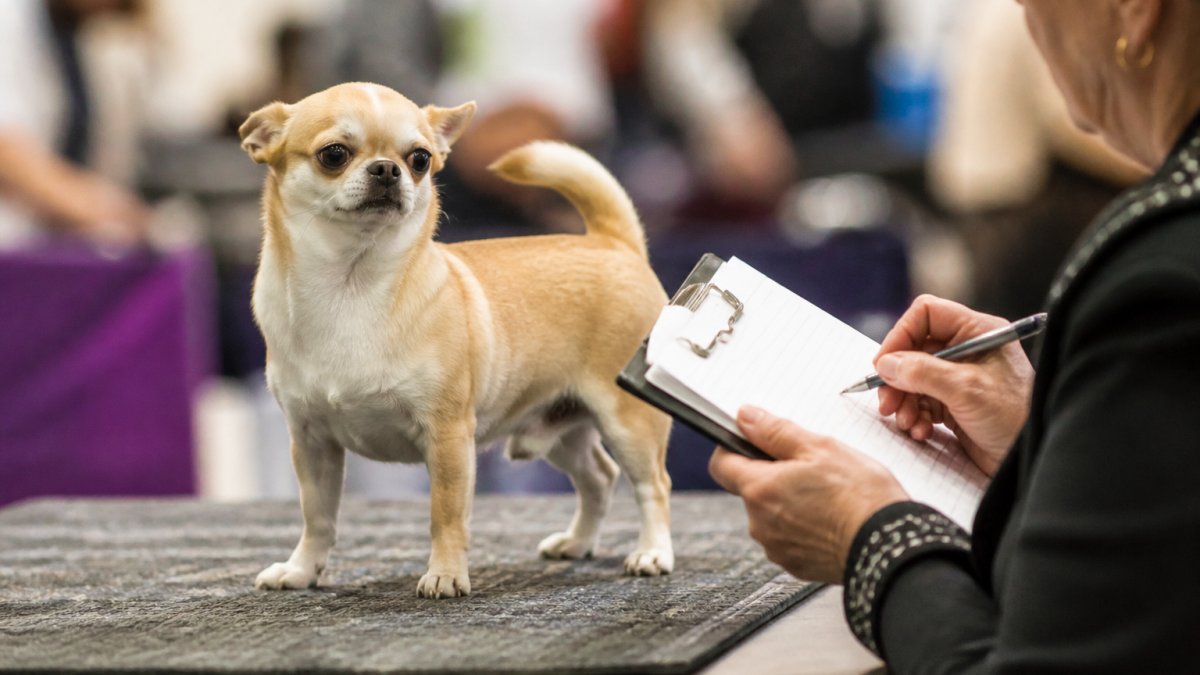 What Disqualifies a Chihuahua From the Show Ring?