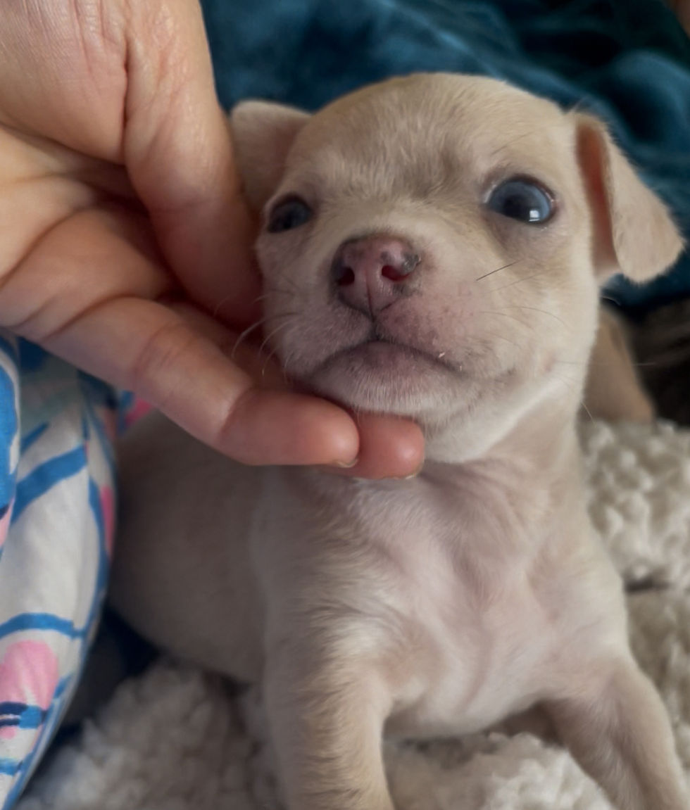 Thumbnail: Tiny Munchkin 