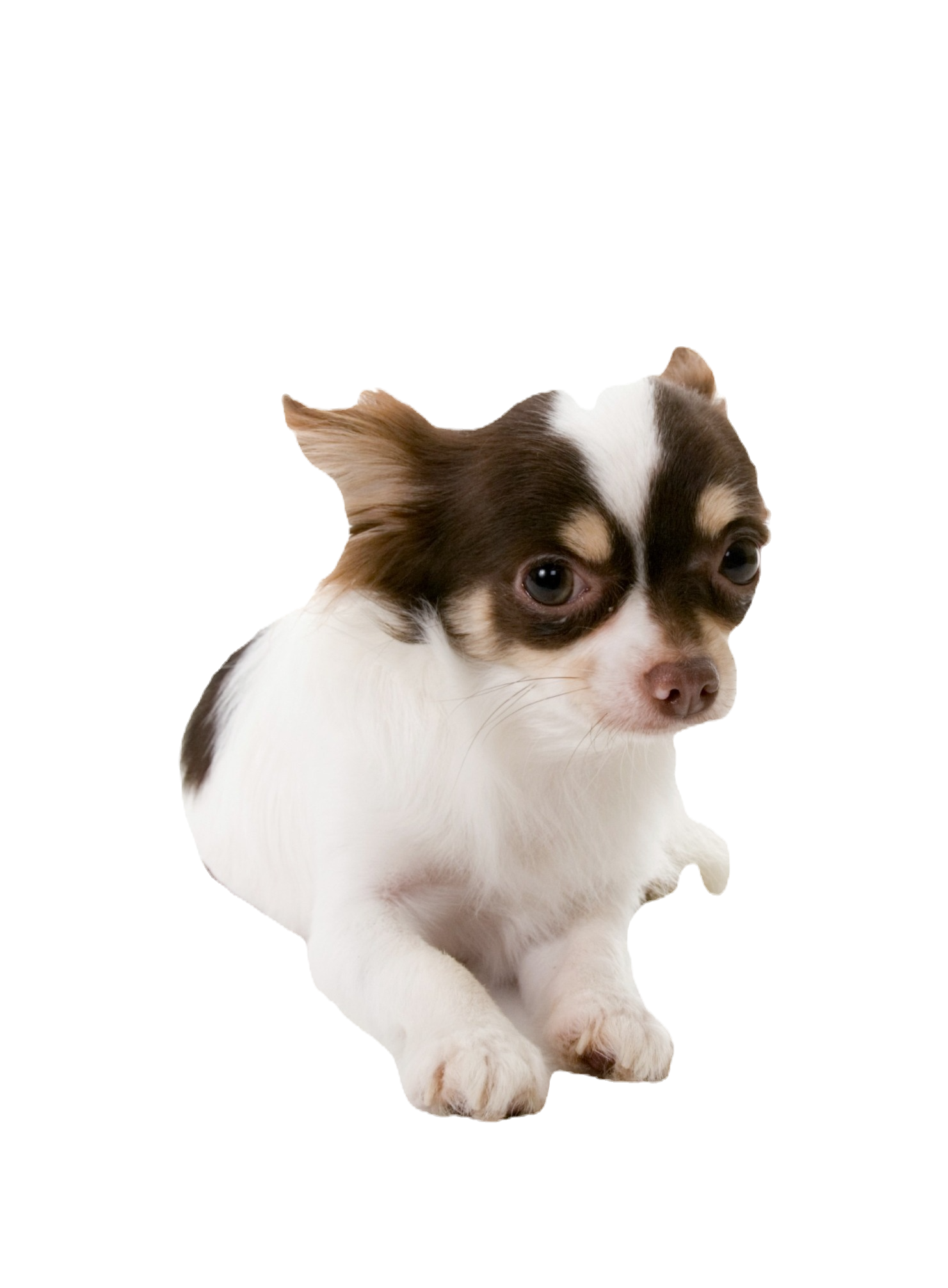Dreamers Pups logo