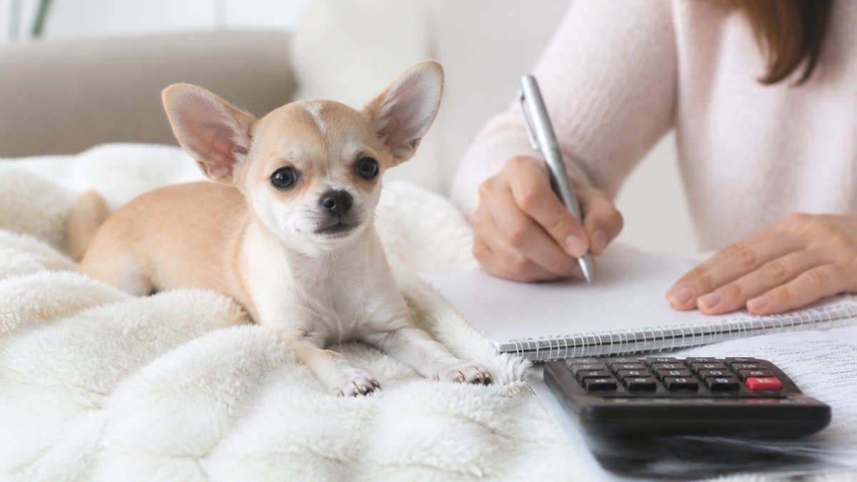 Is Pet Insurance Worth It for Chihuahuas?