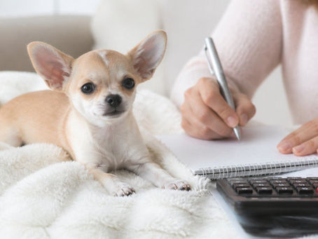 Is Pet Insurance Worth It for Chihuahuas?