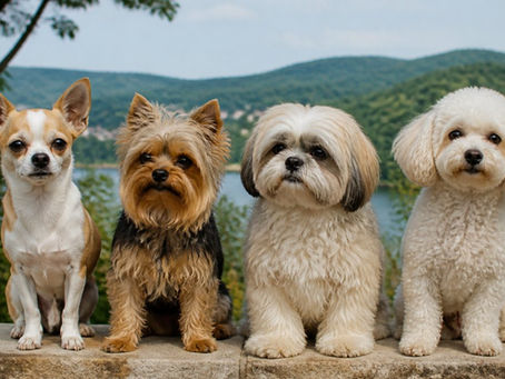 Chihuahua vs Other Small Dog Breeds in Tennessee
