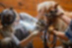 Vet performing equine dental work on a pony with a light.