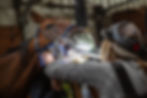 Veterinarian performing equine dental exam on a horse.
