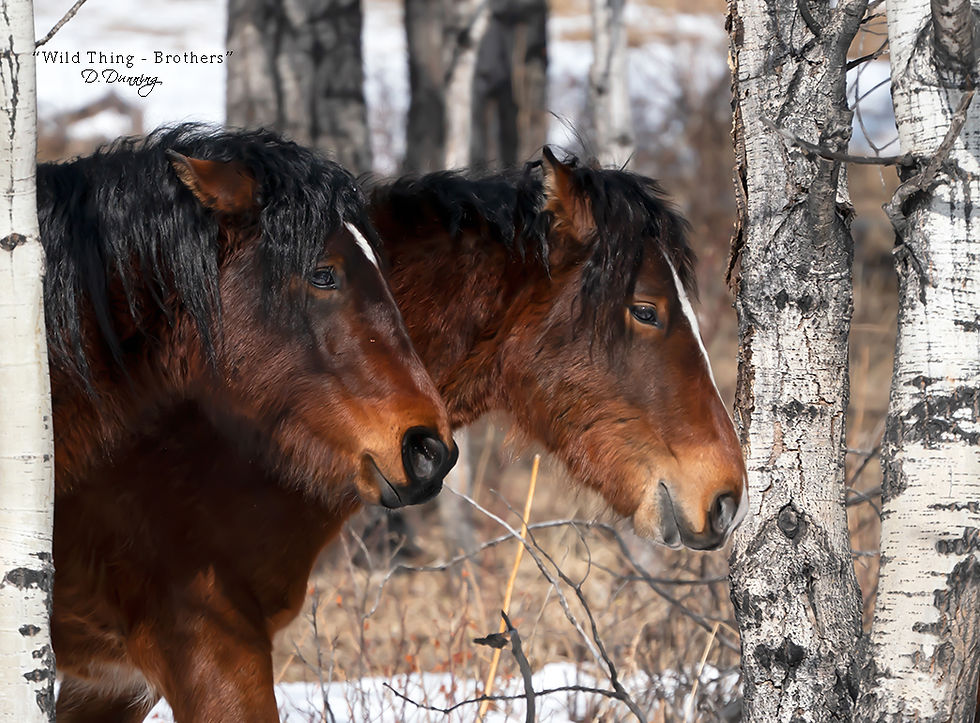 Wild Thing - Brothers