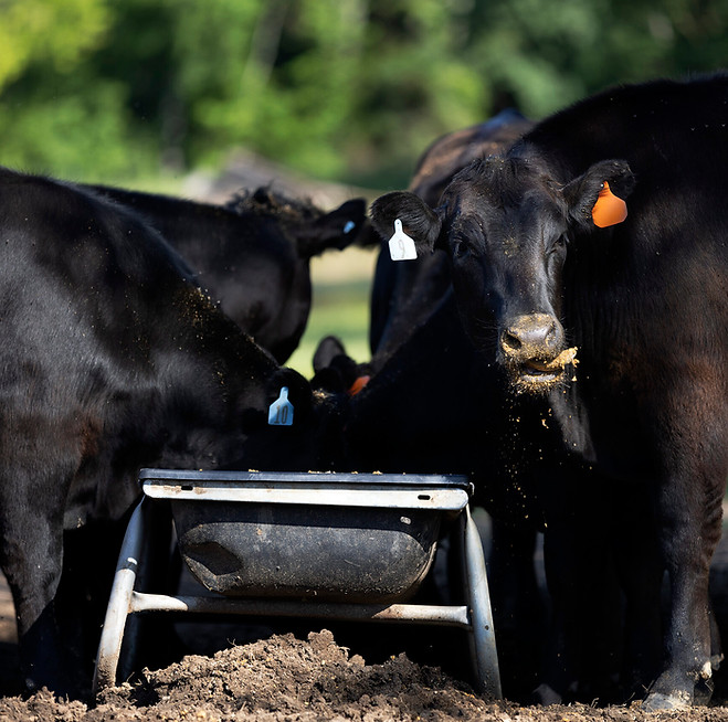 black-cows-eating-feed-cow-trough-scaled.jpg