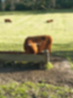 A Highland cow drinks from a trough in a sunlit pasture. Other cows graze in the background. Leafless trees frame the serene scene.