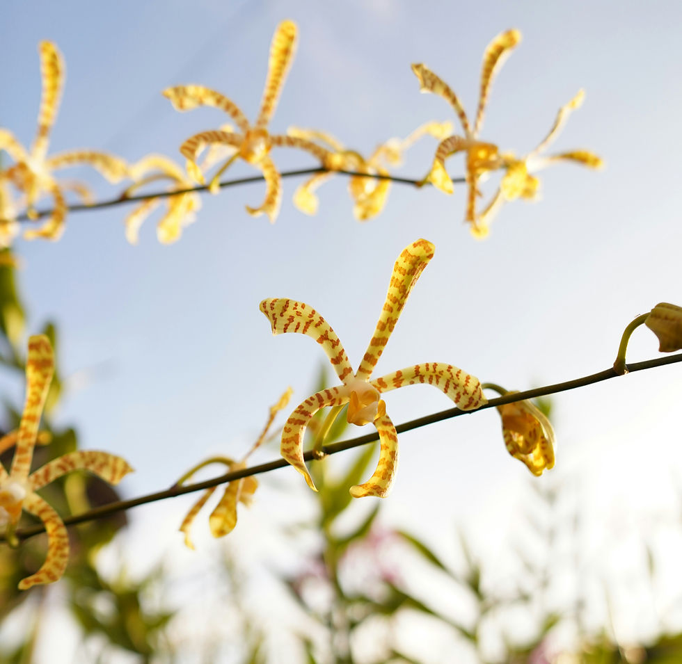 Delicate yellow flowers dance gracefully against a clear blue sky.