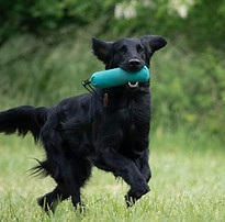 210613_Monty_received_333272525139722.jpeg