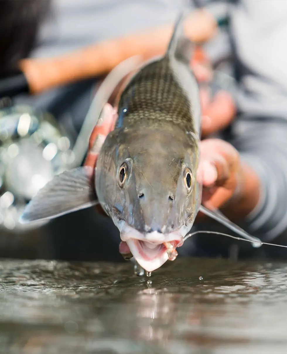 Bonefish catch Fly Fishing All-Inclusive Thatch Caye Copal Tree Lodge.webp