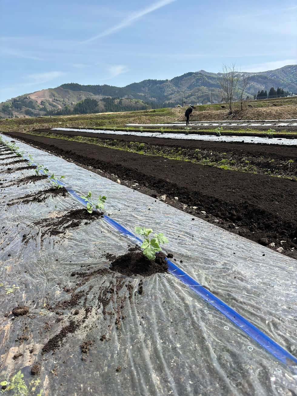 南魚沼・八色原の畑でスイカ苗を定植する様子。マルチシートを張った畝に苗が並び、山々を背景に栽培が進む風景。