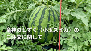 竜神のしずく(小玉スイカ)のご注文に関して