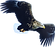 ozgurism_eagle-eye-view_edited.png