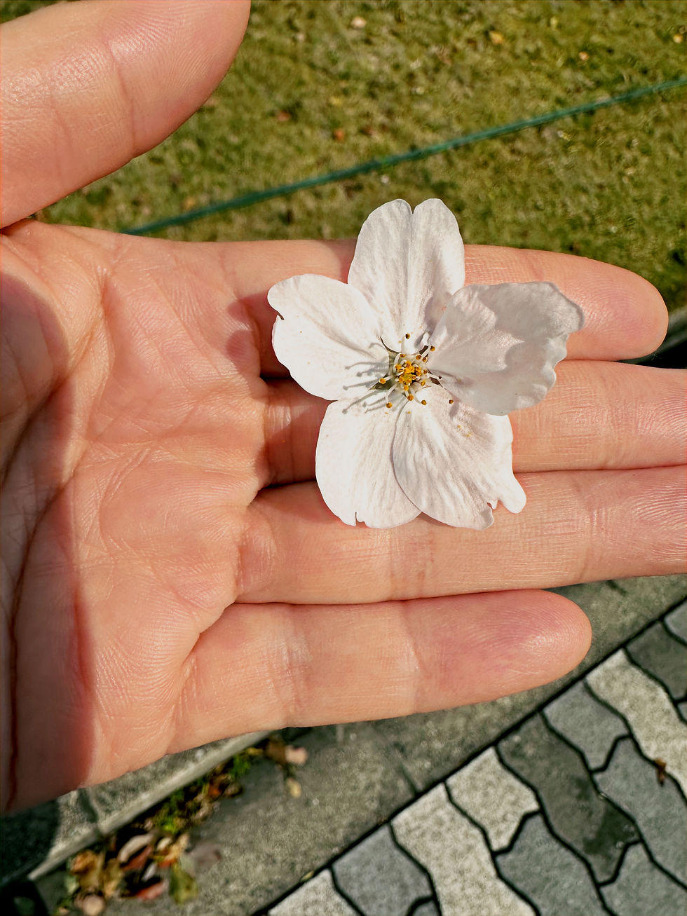 A delicate white cherry blossom rests gently in the palm of a hand, captured against a blurred backdrop of grass and pavement, symbolizing the fleeting beauty of nature.