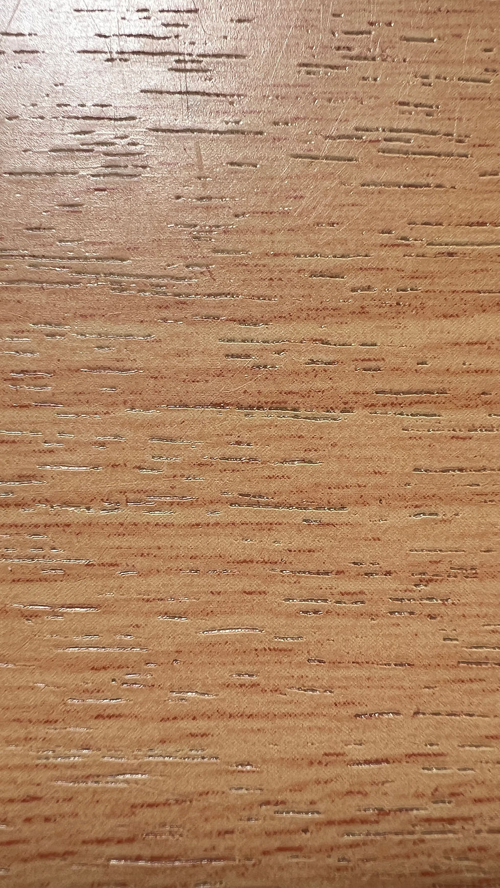 Katharina Mittendrein