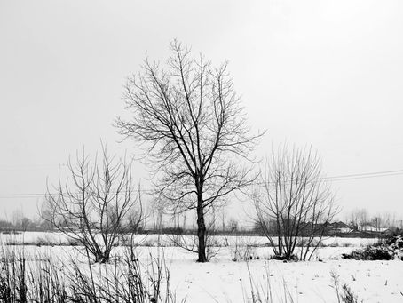 Embracing Winter's Gift: Seasonal Soul Rest