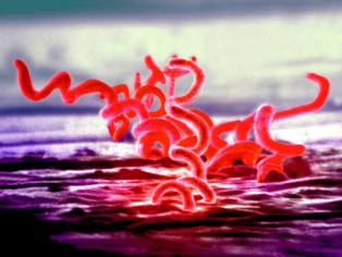 Shocking Fact Of The Day (SFOTD): STIs