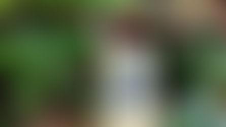 Resenha do Livro: A Cachorra, de Pilar Quintana