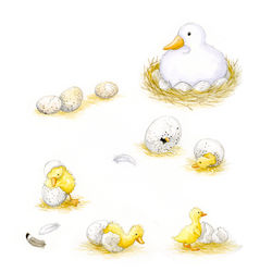 The ugly duckling_ducklings hatching_gail yerrill