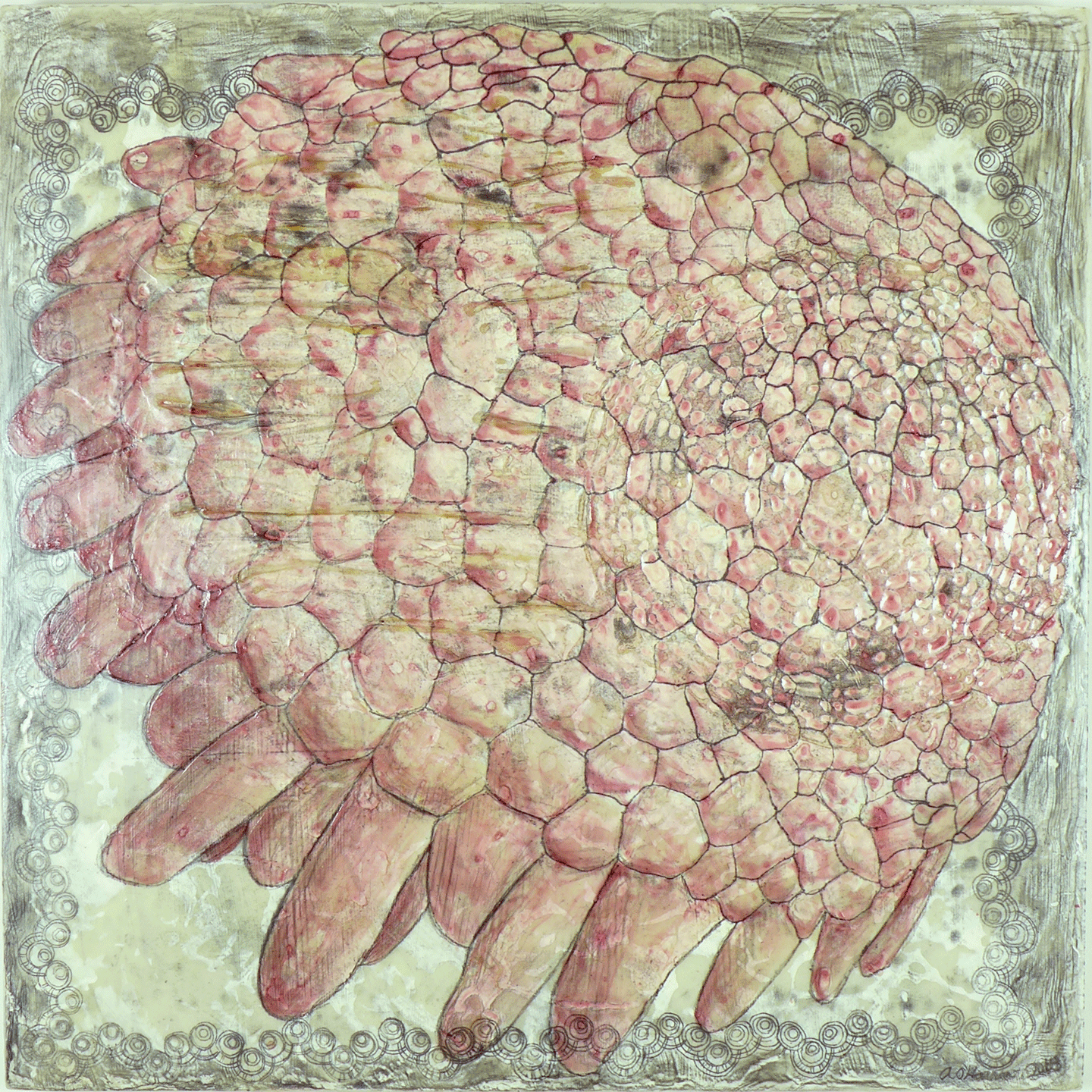 Clypeaster subdepressus with