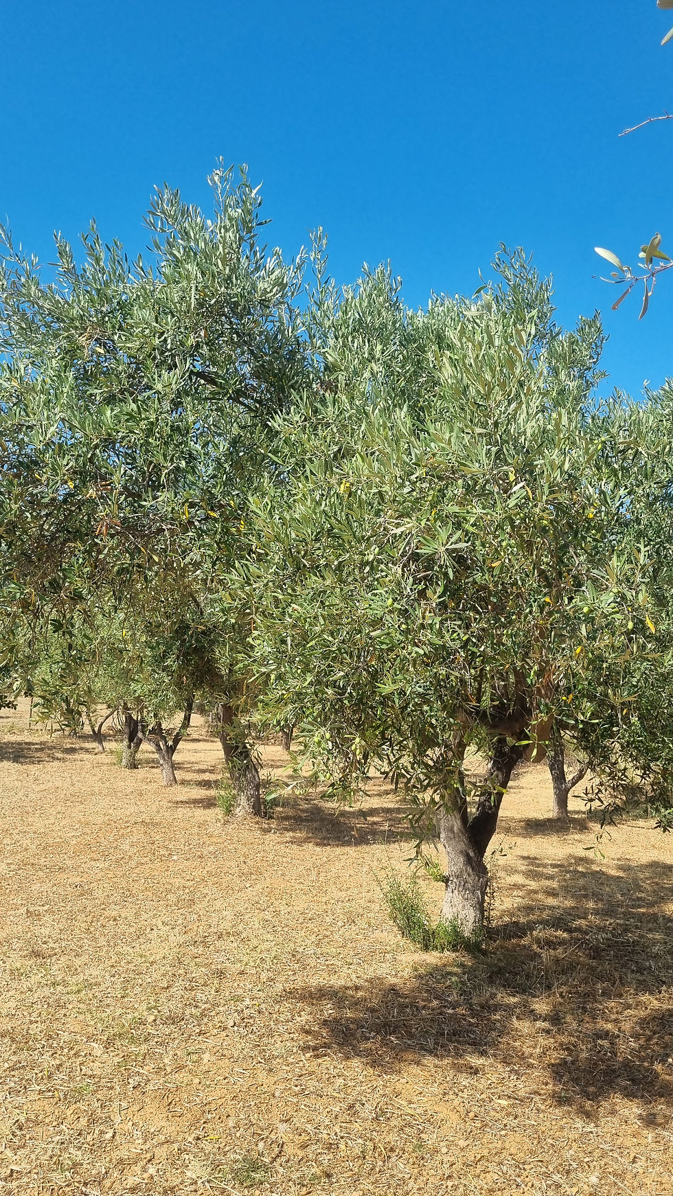 על עצי הזית בבית היווני שלי