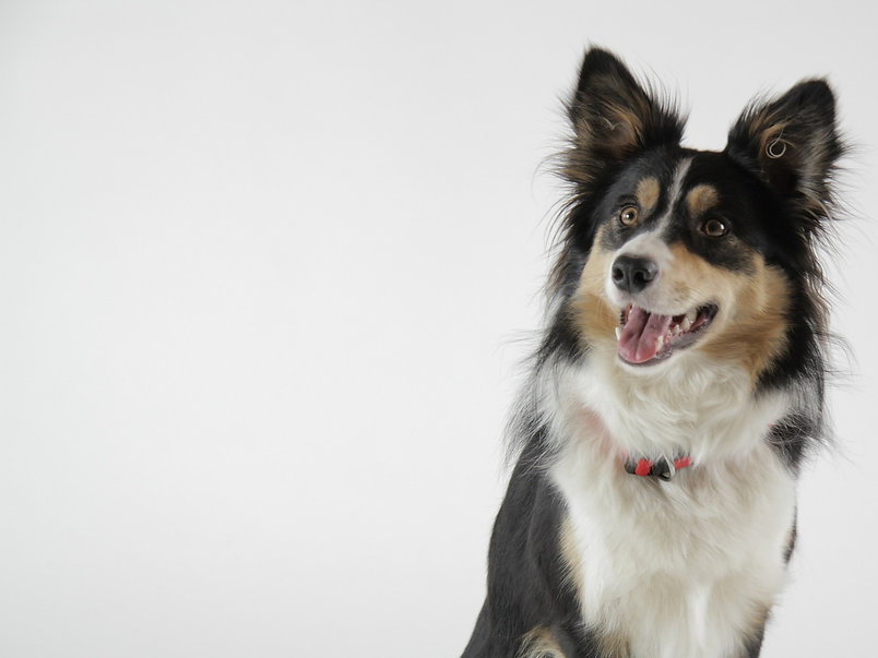 border-collie-gc64e6d605_1920_edited.jpg