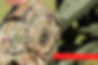 Colonel rank army