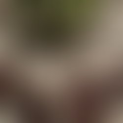 Brown Sunflower Party Plates