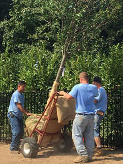 Installation of Tree