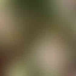 Everyday Elegance Party Plates