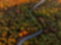 aerial-drone-shot-of-the-beautiful-autumn-trees-su-2023-11-27-05-01-10-utc.jpg