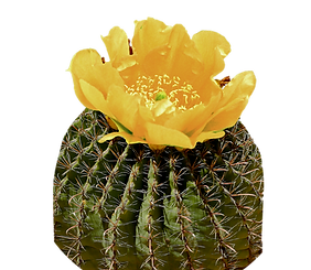 Barrel Cactus.png