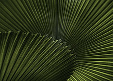 Plant_edited.jpg