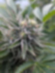 mokums resin.jpg