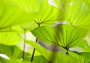 taro leaves.jpeg