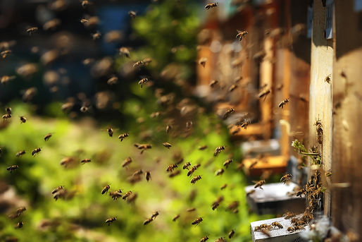Bees returning to their hives