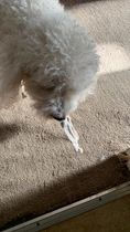 Thumbnail: puppy