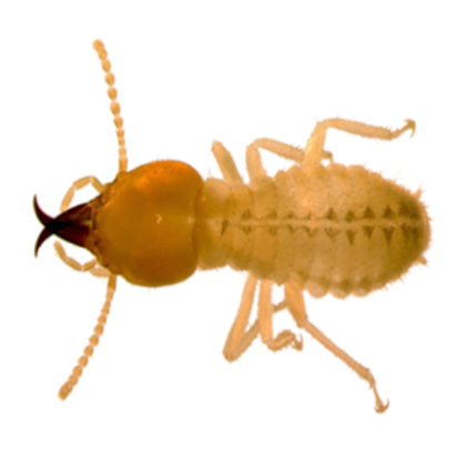 termite.png