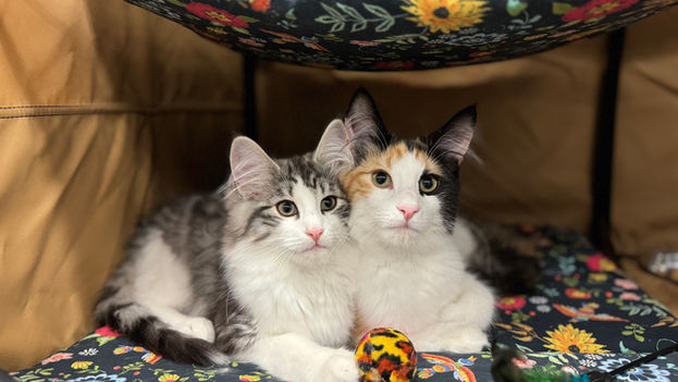 Becoming a Cat Breeder: A Journey of Humility, Mentorship, and Lifelong Learning
