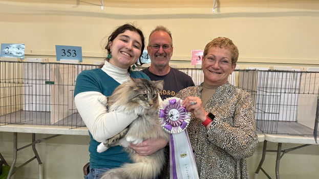 Why Attending Cat Shows Is Invaluable for Cat Breeders