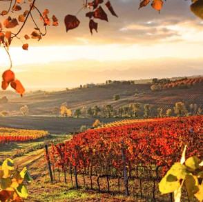 vignetoautunnosagrantino.jpeg